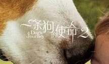 一条狗的使命 在线观看,一部温馨感人的生命旅程